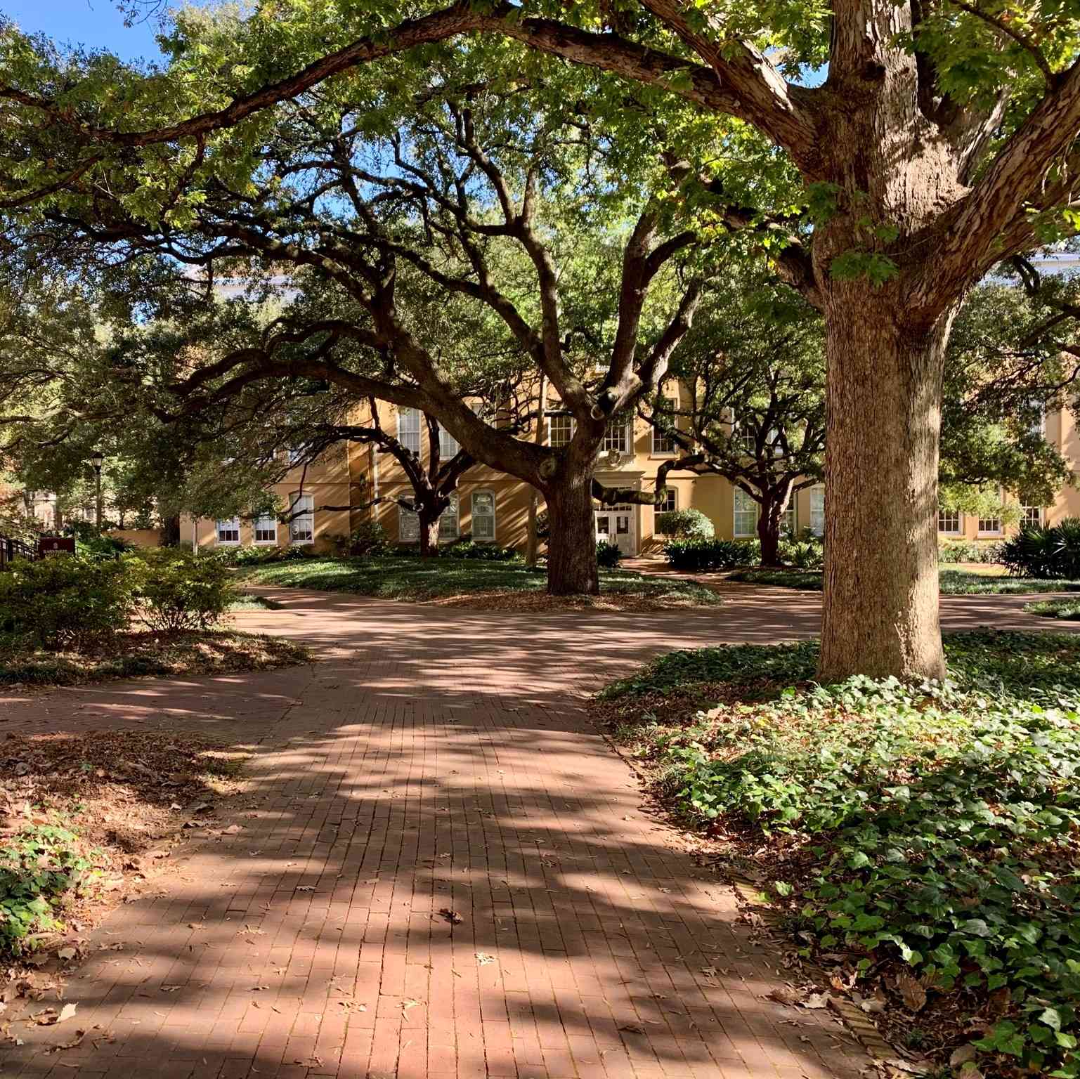 trees on campus