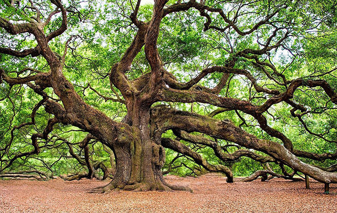 Sprawling Oak Tree Image