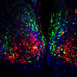 Nuerons in the hypothalamus responsible for regulating the body's circadian rhythms. 